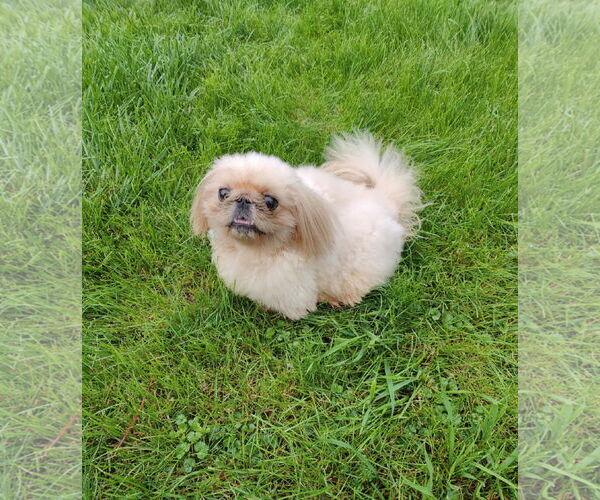 Medium Photo #3 Pekingese Puppy For Sale in St. Louis Park, MN, USA