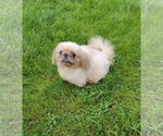 Small #2 Pekingese