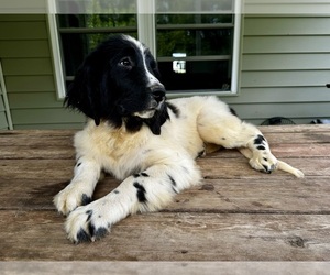 Newfoundland Puppy for sale in ROCKVILLE, IN, USA