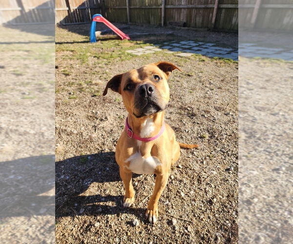 Medium Photo #3 Mutt Puppy For Sale in Evansville, IN, USA