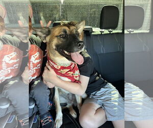 Black Mouth Cur-German Shepherd Dog Mix Dogs for adoption in Chandler, AZ, USA