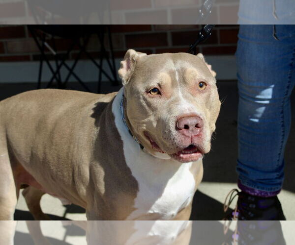 Medium Photo #10 Staffordshire Bull Terrier-Unknown Mix Puppy For Sale in Mount Laurel, NJ, USA