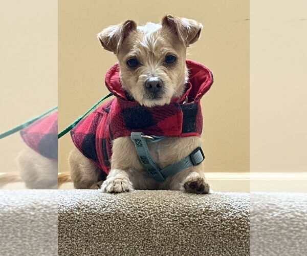 Medium Photo #3 Chihuahua-Unknown Mix Puppy For Sale in Mundelein, IL, USA