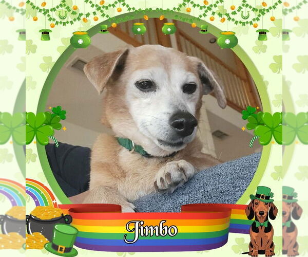 Medium Photo #4 Dachshund-Unknown Mix Puppy For Sale in San Antonio, TX, USA