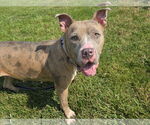 Small #1 American Pit Bull Terrier Mix
