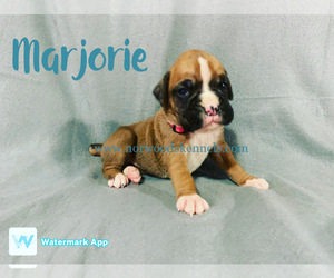 Boxer Puppy for sale in ELBERTON, GA, USA