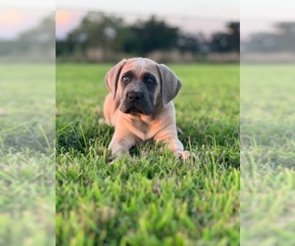 View Ad: Cane Corso Litter of Puppies for Sale near Oklahoma, WAGONER ...