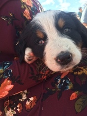Bernese Mountain Dog Puppy for sale in EVERGREEN, CO, USA
