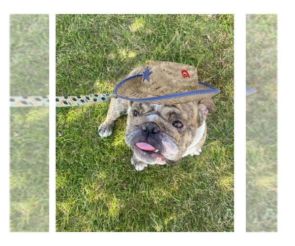 Medium Photo #1 Bulldog Puppy For Sale in San Diego, CA, USA
