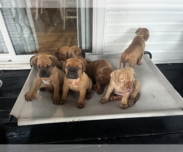 Medium Photo #14 Dogue de Bordeaux-Muscle Mastiff Mix Puppy For Sale in COOKEVILLE, TN, USA