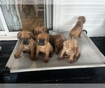 Small Photo #14 Dogue de Bordeaux-Muscle Mastiff Mix Puppy For Sale in COOKEVILLE, TN, USA