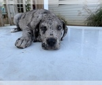 Small Photo #2 Great Dane Puppy For Sale in BUCHANAN, GA, USA