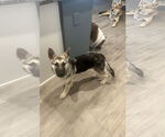 Small #3 German Shepherd Dog