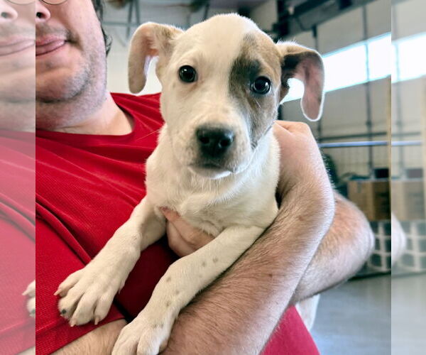 Medium Photo #1 American Pit Bull Terrier-Labrador Retriever Mix Puppy For Sale in GILBERTS, IL, USA
