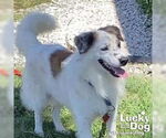Small #2 Border Collie-English Springer Spaniel Mix