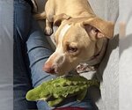 Small Photo #3 Basset Hound-Labrador Retriever Mix Puppy For Sale in Skokie, IL, USA