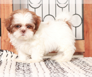 Shih Tzu Puppy for sale in NAPLES, FL, USA