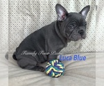 Puppy Luca Blue Faux Frenchbo Bulldog