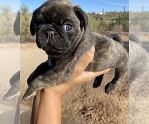 Pug Puppy for sale in SCOTTSDALE, AZ, USA