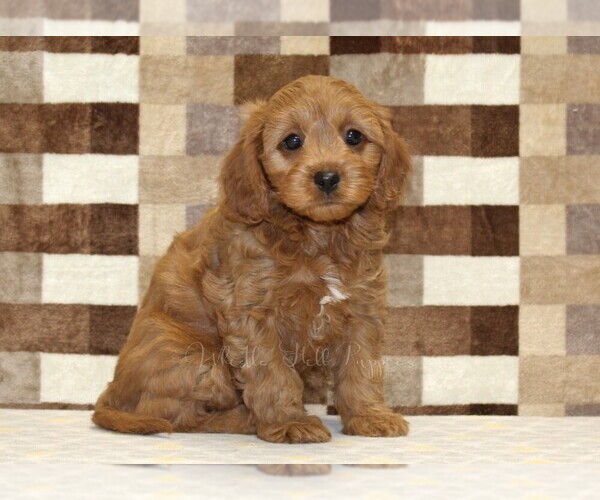 Medium Photo #4 Cavapoo (Miniature) Puppy For Sale in DENVER, PA, USA