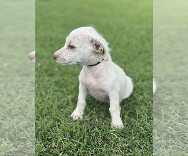 Medium Photo #2 Dachshund-Unknown Mix Puppy For Sale in PIPE CREEK, TX, USA