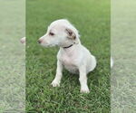 Small #1 Dachshund Mix