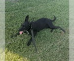 Small #8 Shepradors