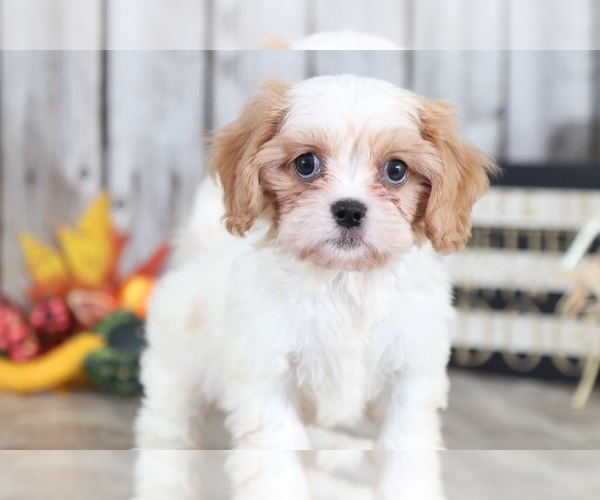 Medium Photo #2 Cava-Tzu Puppy For Sale in MOUNT VERNON, OH, USA