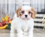 Small Photo #2 Cava-Tzu Puppy For Sale in MOUNT VERNON, OH, USA