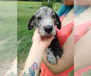 Great Dane Puppy for sale in MARTINSVILLE, OH, USA