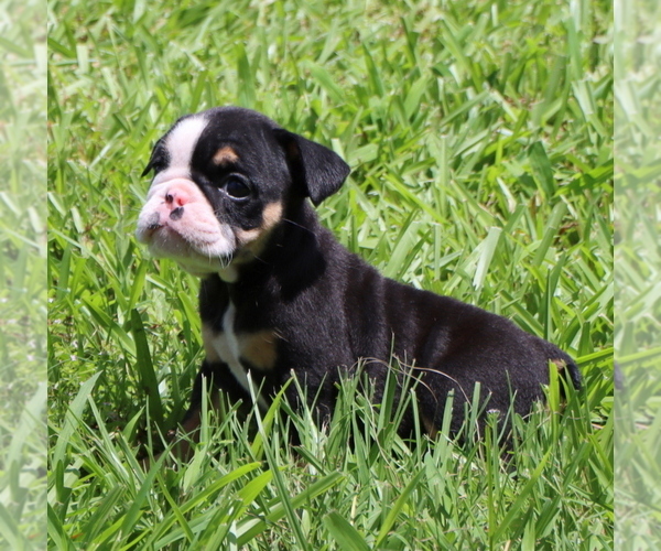 Medium Photo #15 Bulldog Puppy For Sale in WINNSBORO, TX, USA