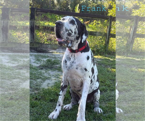 Medium Photo #1 Great Dane Puppy For Sale in Palm Beach, FL, USA