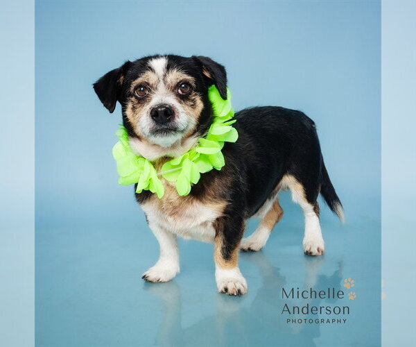 Medium Photo #2 Maltese-Unknown Mix Puppy For Sale in Corona, CA, USA
