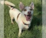 Small #1 American Pit Bull Terrier-Pembroke Welsh Corgi Mix