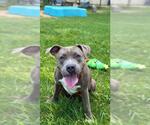 Small #1 Staffordshire Bull Terrier