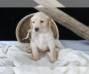 Medium Labradoodle