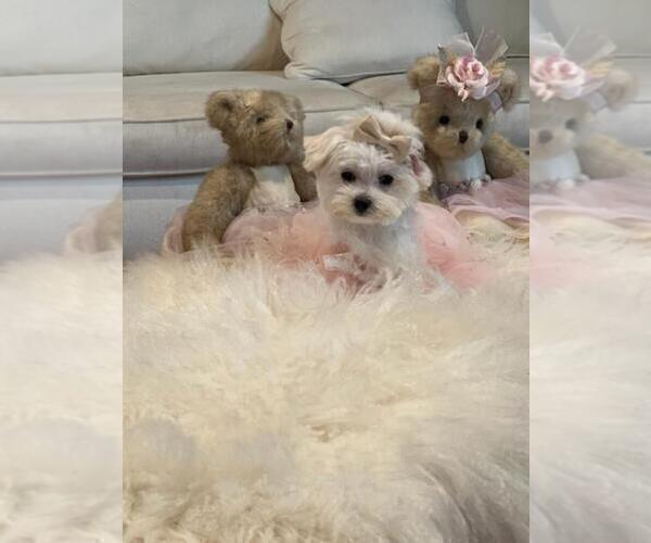 Medium Photo #5 Maltese Puppy For Sale in BEVERLY HILLS, CA, USA