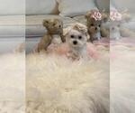 Small #4 Maltese