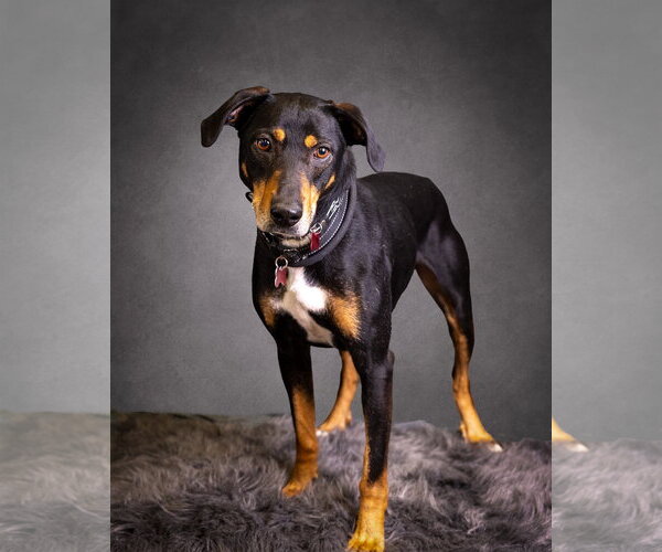 Medium Photo #1 Mutt Puppy For Sale in Mount Laurel, NJ, USA
