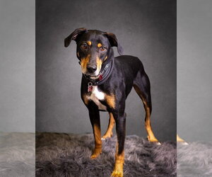 Mutt Dogs for adoption in Mount Laurel, NJ, USA