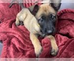 Small Photo #68 Belgian Malinois Puppy For Sale in REESEVILLE, WI, USA