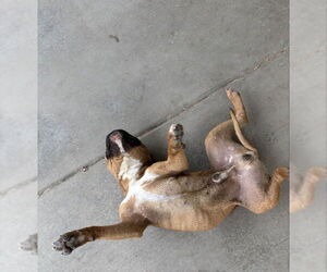 Mooney - Male American Bulldog-Unknown Mix Dog for Adoption - Photo #3