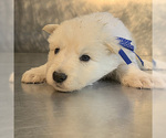 Small Photo #26 German Shepherd Dog Puppy For Sale in WASHINGTON, NJ, USA