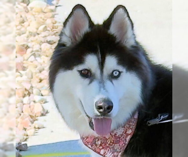 Medium Photo #1 Siberian Husky Puppy For Sale in Omaha, NE, USA