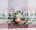 Small #4 Goldendoodle-Sheepadoodle Mix