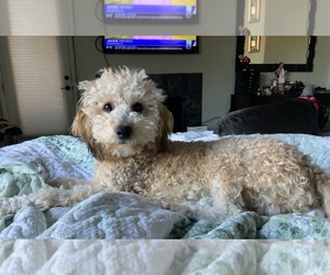 Father of the Goldendoodle mix (+ Poodle Miniature) puppies born on 04/21/2026
