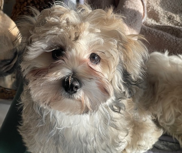 Medium Photo #28 Maltipoo (Miniature) Puppy For Sale in PALMDALE, CA, USA