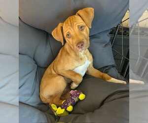 Ray Allen - Male Mutt Dog for Adoption - Photo #2