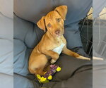 Small Photo #2 Mutt Puppy For Sale in Canton, CT, USA