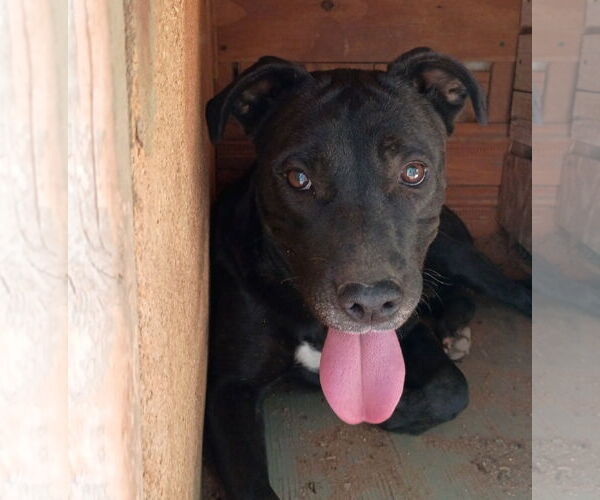 Medium Photo #1 Labrador Retriever-Unknown Mix Puppy For Sale in Apple Valley, CA, USA